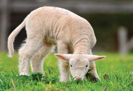 Περιφέρεια ΑΜ-Θ: Σε επιφυλακή για την πανώλη των μικρών μηρυκαστικών