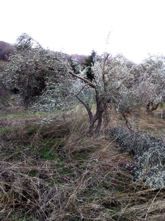 Σαμοθράκη: Οι περισσότεροι παραγωγοί έχουν χάσει σχεδόν το 100% του φυτικού τους κεφαλαίου