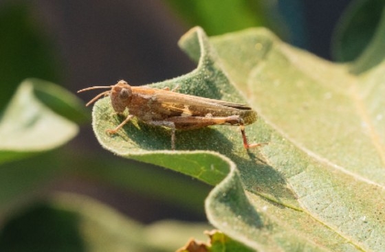 ΕΛΓΑ Δήμου Αλεξανδρούπολης: Ξεκίνησαν οι δηλώσεις ζημιάς από την εμφάνιση ακρίδων 