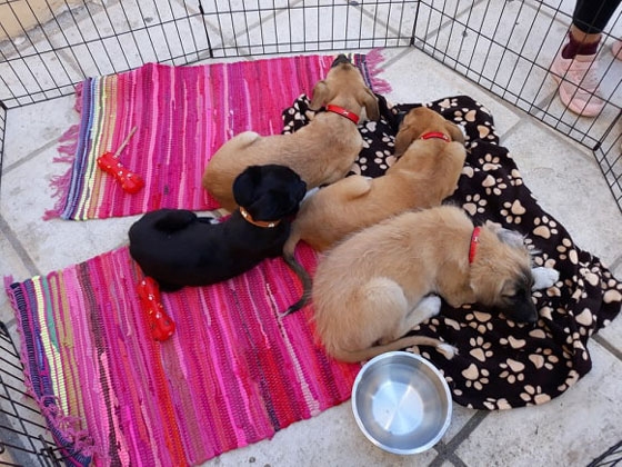 Αλεξανδρούπολη: Μόνιμο σπίτι βρήκαν αδέσποτα σκυλάκια στην «Ημέρα Υιοθεσίας» 