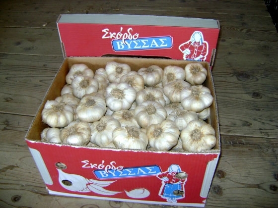 Ν. Βύσσα Έβρου: Ξεπούλησαν οι παραγωγοί σκόρδου