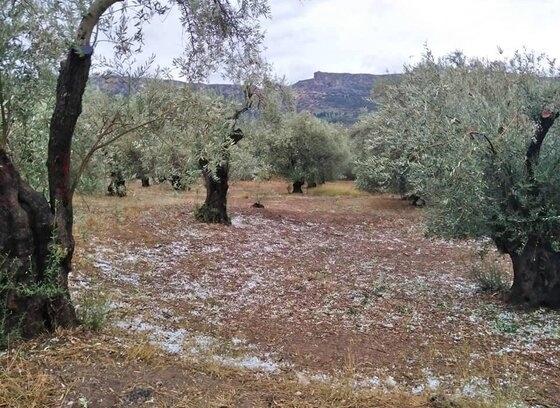 Αλεξανδρούπολη: Ανακοινώθηκαν οι εκτιμήσεις ζημιών από τον ΕΛΓΑ