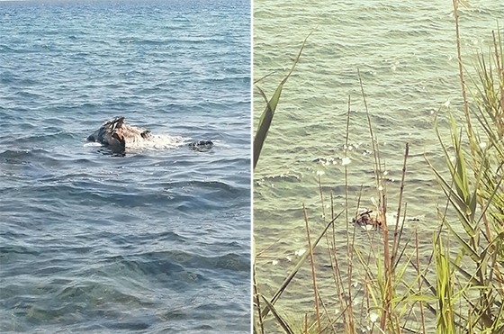 Κουφάρι ζώου επιπλέει στη θαλάσσια περιοχή κατασκηνώσεων Μάκρης (φωτο)