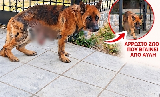 Οργή για τον ιδιοκτήτη που εγκατέλειψε το άρρωστο ζώο του στην Αλεξανδρούπολη - Σχηματίστηκε δικογραφία Οργή για τον ιδιοκτήτη που εγκατέλειψε το άρρωστο ζώο του στην Αλεξανδρούπολη - Σχηματίστηκε δικογραφία