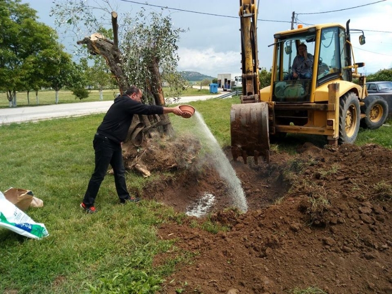 Φαλέκας Ιωάννης: Μεταφύτευσε ελιά 300 ετών μπροστά στο δημαρχείο Τραΐανούπολης (φωτορεπορτάζ)