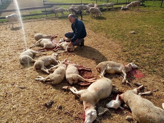 Αγέλη σκύλων κατασπάραξε δεκάδες πρόβατα στις Φέρες (Σοκαριστικές εικόνες)