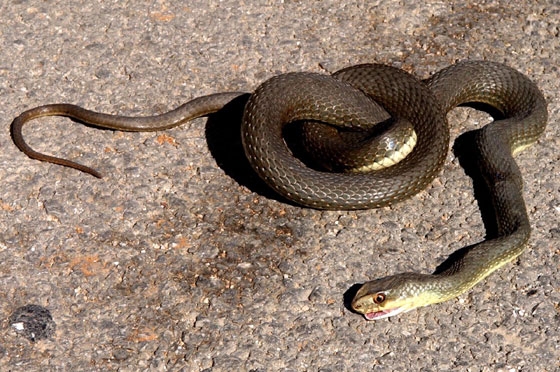 Συμβουλές για σωστή διαχείριση όταν μας ...«ζώνουν τα φίδια»