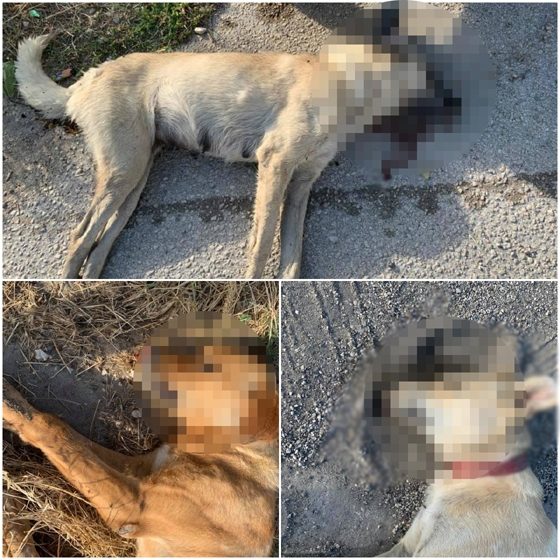 Αποτρόπαιο θέαμα: Νεκρά σκυλιά από φόλες στο Διδυμότειχο (photo)