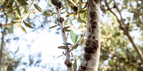 «Εμείς στείλαμε δείγματα στο Χημείο και διαπιστώσαμε ότι είναι λάδια "μαϊμού"»