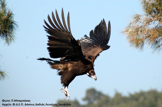 Την τιμητική τους έχουν οι γύπες στο Εθνικό Πάρκο Δάσους Δαδιάς Λευκίμης Σουφλίου!