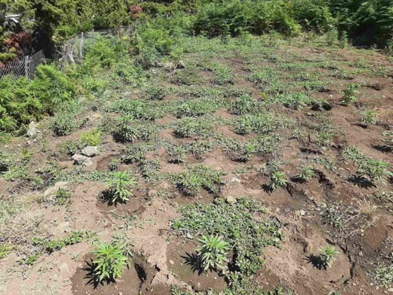  415 χασισόδεντρα εντοπίστηκαν σε δασική έκταση στη Σαμοθράκη (φώτο)
