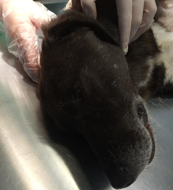 Φιλοζωικό Σωματείο "Κιβωτός": Επικήρυξη 3000 ευρώ για τον δράστη που μαχαίρωσε τον αδέσποτο σκύλο στην Αλεξανδρούπολη