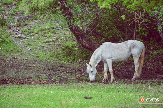 Επιστολή Πέτροβιτς σε Βορίδη για τις καταστροφές των καλλιεργειών από τα άγρια άλογα  που διαβιούν στο Δέλτα του Έβρου