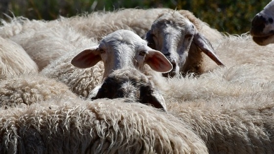 Καραντίνα και θανάτωση προβάτων στον Έβρο για την ευλογιά των προβάτων.
