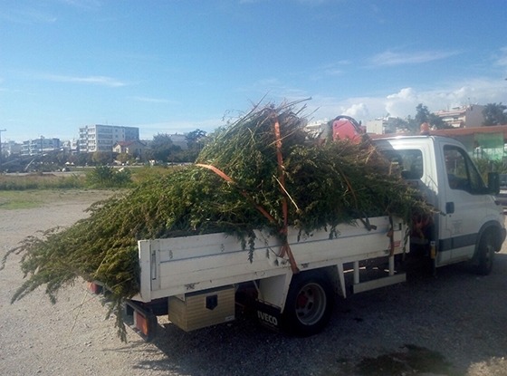 ΦΩΤΟ: Η απίστευτη ποσότητα. Περισσότερα από 3000 τα δενδρύλια.