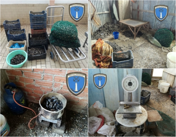 Συλλήψεις στην Αλεξανδρούπολη για ακατάλληλα όστρακα