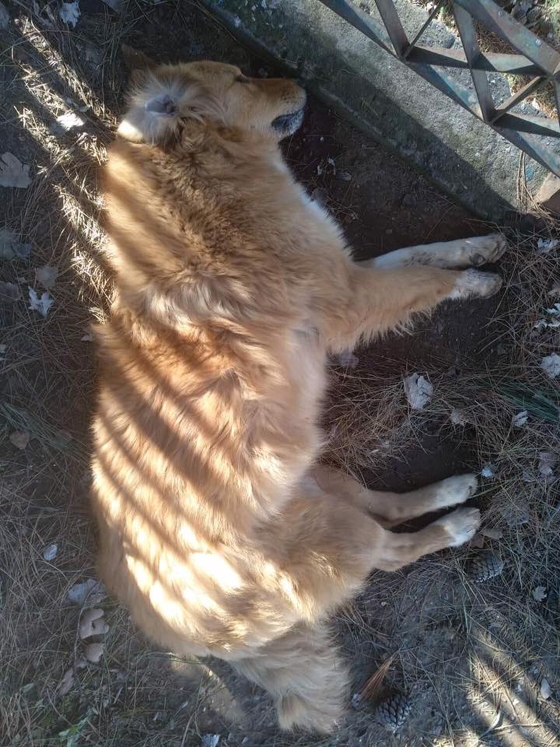 Το αδέσποτο ζώο νεκρό μετά από την επίθεση