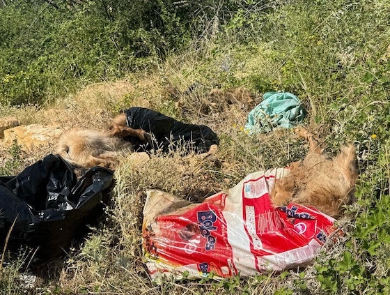 Σχηματίστηκε δικογραφία και διεξάγονται έρευνες για την ταυτοποίηση και τη σύλληψη του δράστη ή των δραστών.