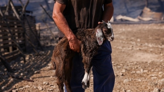 Θανατώθηκε κοπάδι κοντά στον Έβρο.