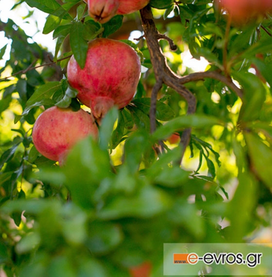 Το πάρκο της ροδιάς δημιούργησαν μαθητές στην Αλεξανδρούπολη