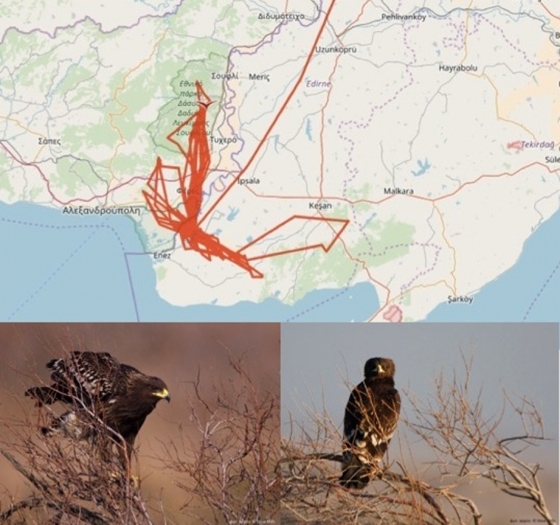 Το ταξίδι της Denisa στον Έβρο - Ο στικταετός από την Λευκορωσία ξεχειμωνιάζει στον τόπο μας