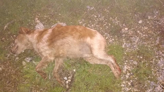 Διαρκές έγκλημα χωρίς τιμωρία: Ακόμη ένα νεκρό σκυλί από φόλα στην Αλεξανδρούπολη