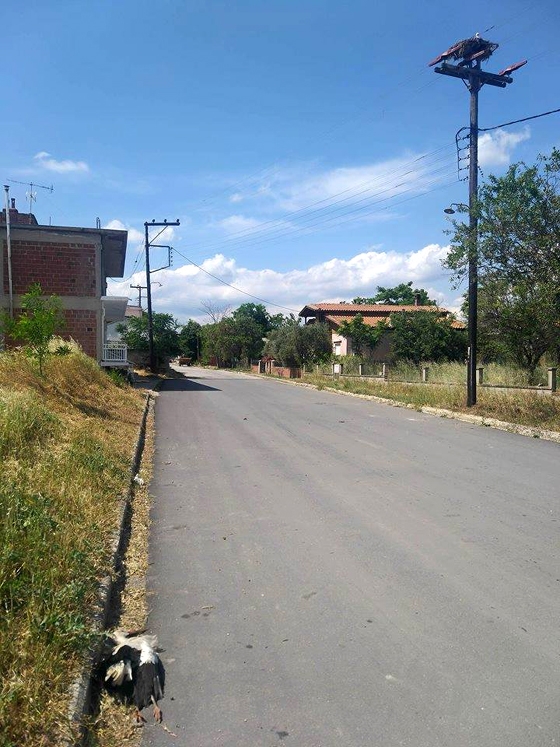 Άλλος ένας νεκρός πελαργός στις Φέρες θύμα των καλωδίων της ΔΕΗ