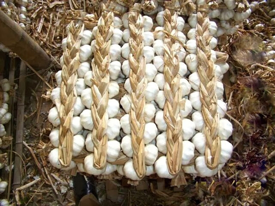 Alexpo 2018: 12.000 σκόρδα θα πλεχτούν για μια θέση στα ρεκόρ Γκίνες!