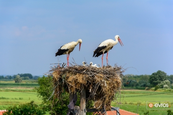 Ο Πόρος Έβρου στη 15η Συνάντηση των Ευρωπαϊκών Χωριών Πελαργών στην Ελβετίας