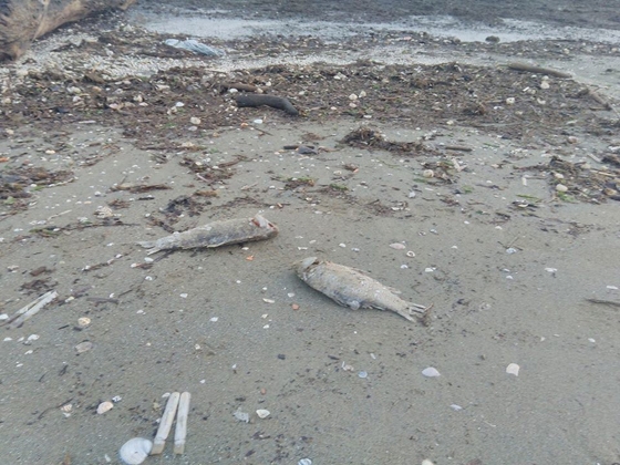 Οι καιρικές συνθήκες, σε συνδυασμό με τη ρύπανση και τη συνεχόμενη και ανελλιπής ρίψη σκουπιδιών συνθέτουν μια εικόνα πλήρους εγκατάλειψης της ακτογραμμής