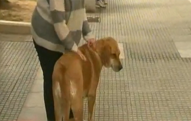 3 σκυλιά βρήκαν τραγικό θάνατο και 1 δίνει μάχη να κρατηθεί στη ζωή.