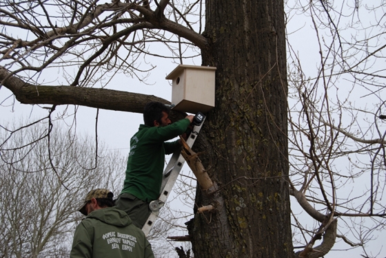 20 ξύλινες τεχνητές φωλιές για πτηνά τοποθετήθηκαν στο Δέλτα του Έβρου.