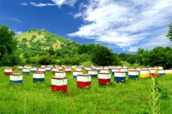 Τραγικό καλοκαίρι για τα μελίσσια σε Έβρο και Ροδόπη