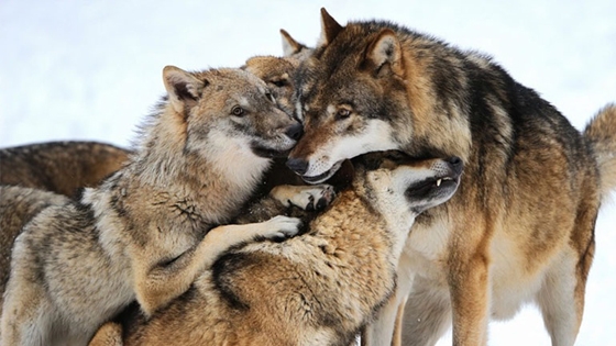 Θράκη: Αυξήθηκαν οι επιθέσεις λύκων σε κοπάδια ζώων