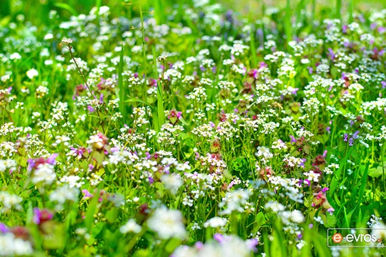 «Χελιδονίσματα, η γιορτή της Άνοιξης» την Παρασκευή στην Αλεξανδρούπολη