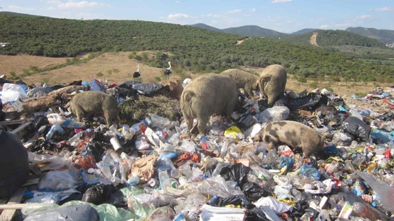 Αλεξ/πολη: Ταΐζουν τα γουρούνια στον σκουπιδότοπο.