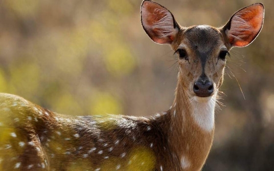 Πυρήνας προσαρμογής ελαφιών δημιουργείται στο δάσος της Δαδιάς