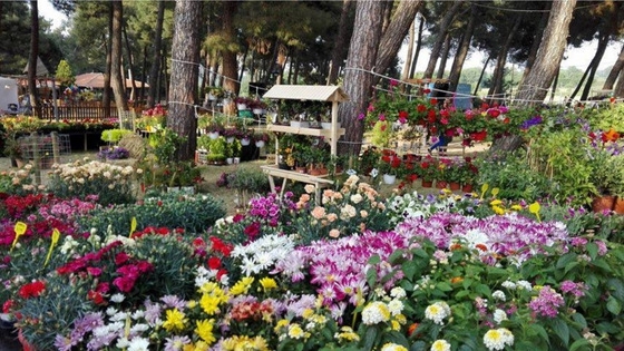 Στον πευκώνα της Ορεστιάδας επιχειρήσεις και παραγωγοί  εκθέτουν χιλιάδες ποικιλίες φυτών και λουλουδιών ενώ παράλληλα θα λειτουργεί και η Έκθεση Βιβλίου.