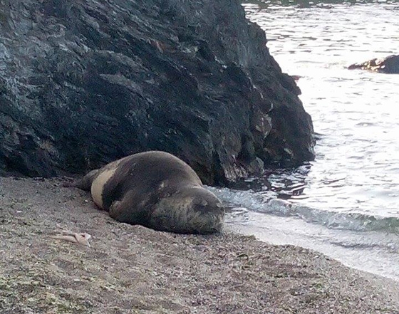 Ο όμορφος επισκέπτης απολαμβάνει τον ύπνο του στην παραλία της Αγίας Παρασκευής.