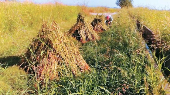 Νέα εποχή για τη χρυσή ποικιλία σησαμιού του Έβρου