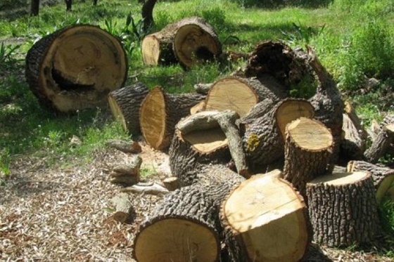 Έβρος: Σε έξαρση η παράνομη υλοτομία