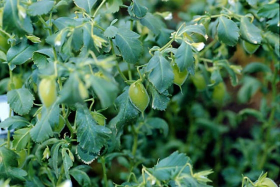 Πειραματική καλλιέργεια οσπρίων στις Φέρες από το Δ. Π. Θ.