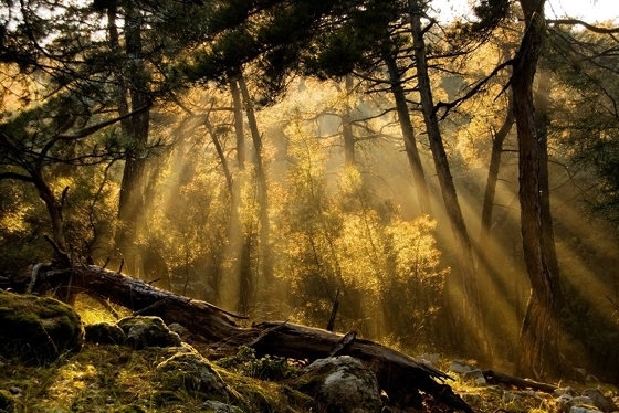 Κίνδυνος πυρκαγιάς σήμερα στον Έβρο: Απαγορεύτηκε η κυκλοφορία σε δασικές περιοχές