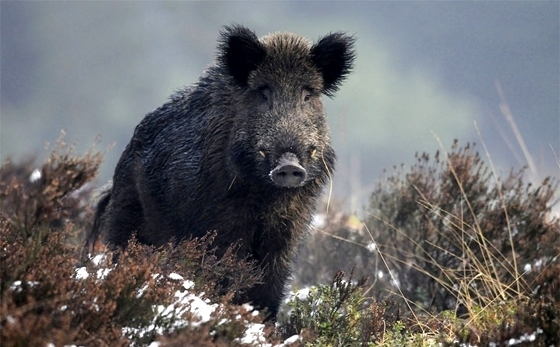 Κατ’ εξαίρεση της γενικής απαγόρευσης θήρας στην Π.Ε Έβρου επιτρέπεται πλέον το κυνήγι του αγριόχοιρου σε περιοχές που δεν κάηκαν