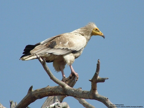 Στο Δάσος Δαδιάς υπάρχει ένας μοναχικός Ασπροπάρης που τα τελευταία 2 χρόνια «φυλάει» την περιοχή του με ελπίδα να βρει το ταίρι για να φτιάξουν μια φωλιά.