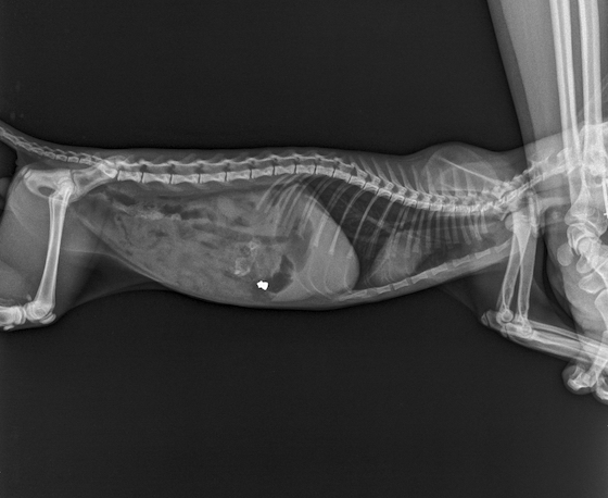 Η ακτινογραφία έκρυβε μια πολύ δυσάρεστη έκπληξη: Βλήμα από όπλο! 