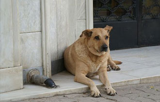 Το έργο έχει προϋπολογισμό 620.000 ευρώ.