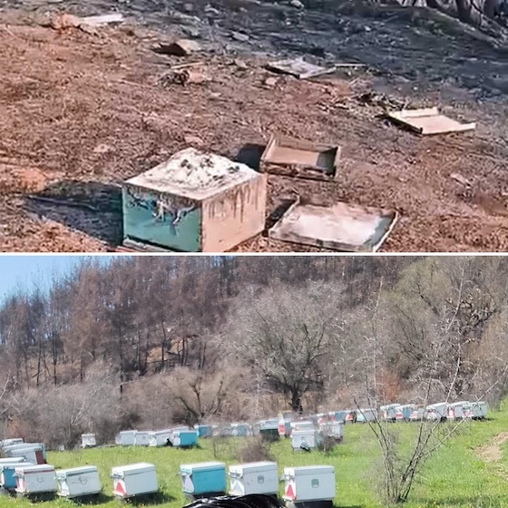 Ακόμα και από τις μεγαλύτερες δυσκολίες μπορεί να υπάρξει ελπίδα και αναγέννηση.