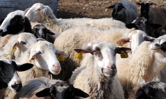 Συμβουλές από τη Δ/νση Κτηνιατρικής της ΠΑΜ-Θ στους μουσουλμάνους εν όψει της θρησκευτικής τους εορτής.