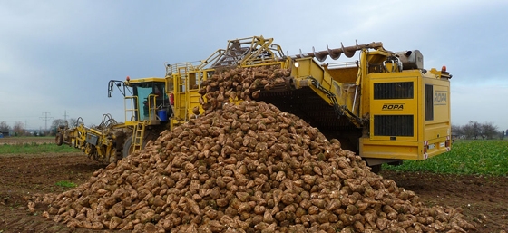  Ορεστιάδα: Kαταστράφηκαν χίλια στρέμματα καλλιέργειας τεύτλων.